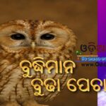 ବୁଦ୍ଧିମାନ ବୁଢା ପେଚା