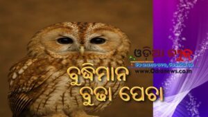 ବୁଦ୍ଧିମାନ ବୁଢା ପେଚା