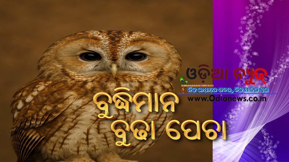 ବୁଦ୍ଧିମାନ ବୁଢା ପେଚା